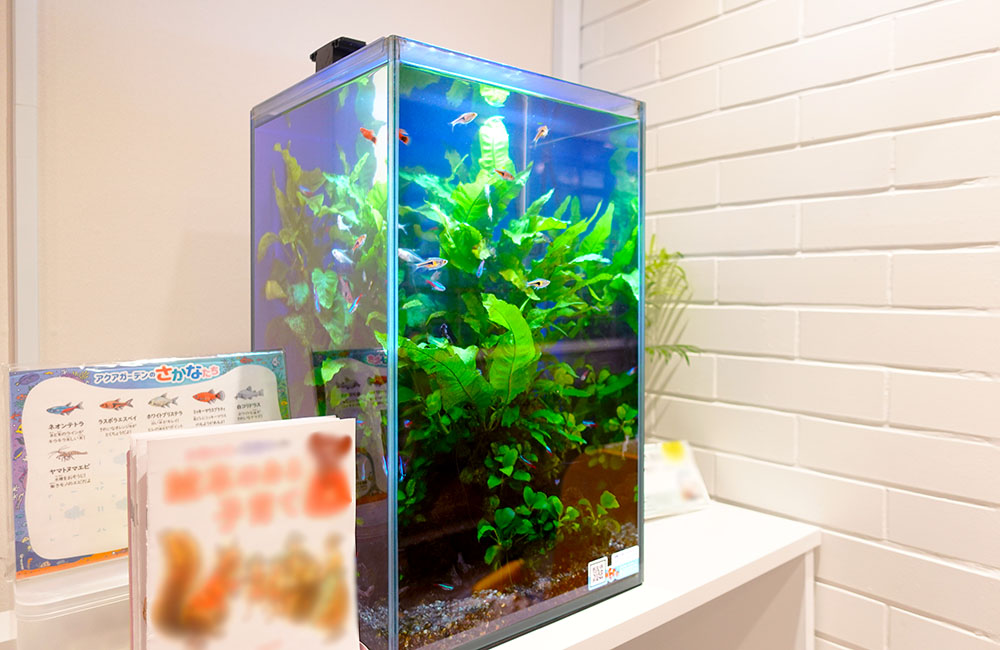 クリニック様の30cmハイタイプ淡水水槽！高さのあるレイアウトが魅力的