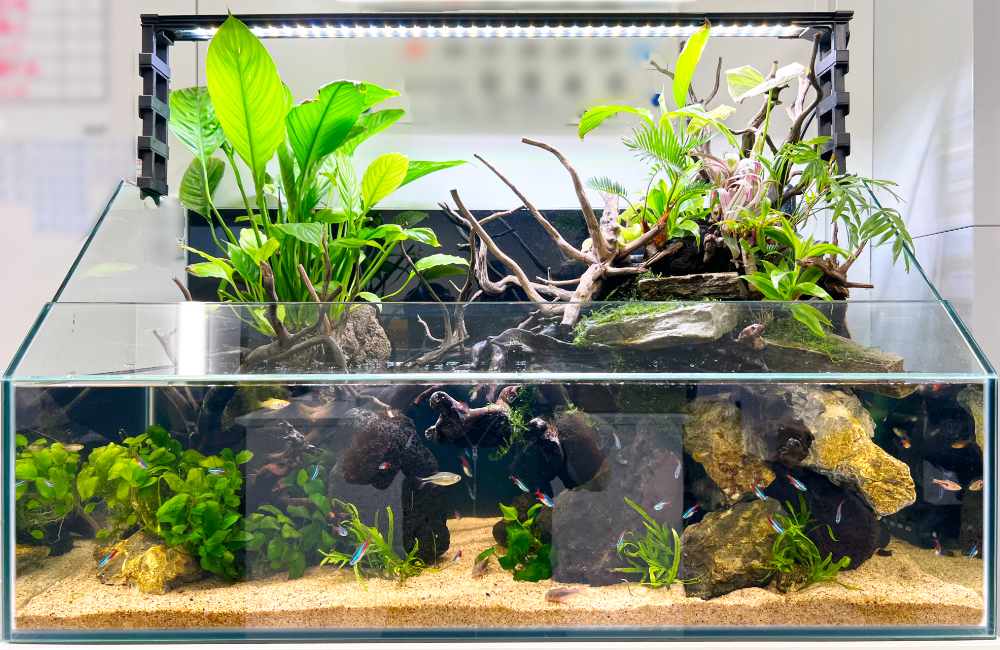 オフィスのアクアテラリウムをサイズアップ！90cm水槽に入れ替えました