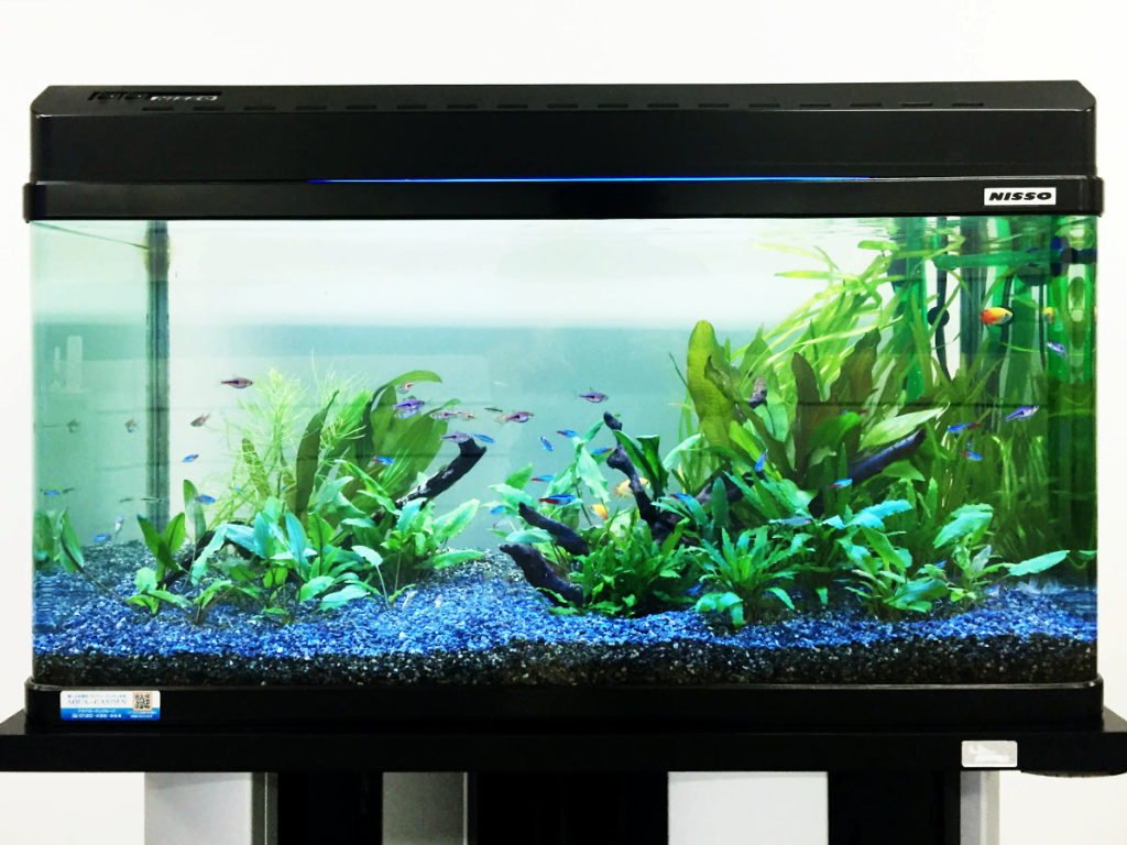 2026年】初心者向けの水槽セットをプロが厳選｜選び方とサイズ別