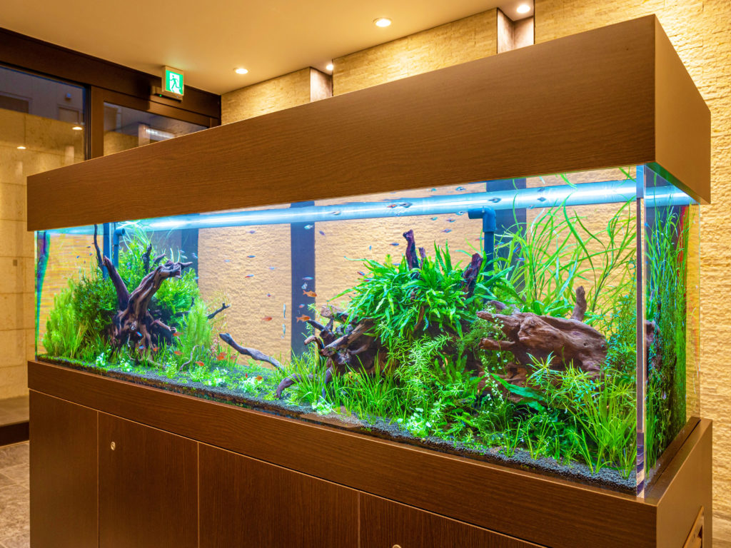 水槽用流木レイアウト 。水槽用流木アクアリウムレイアウト。水槽用