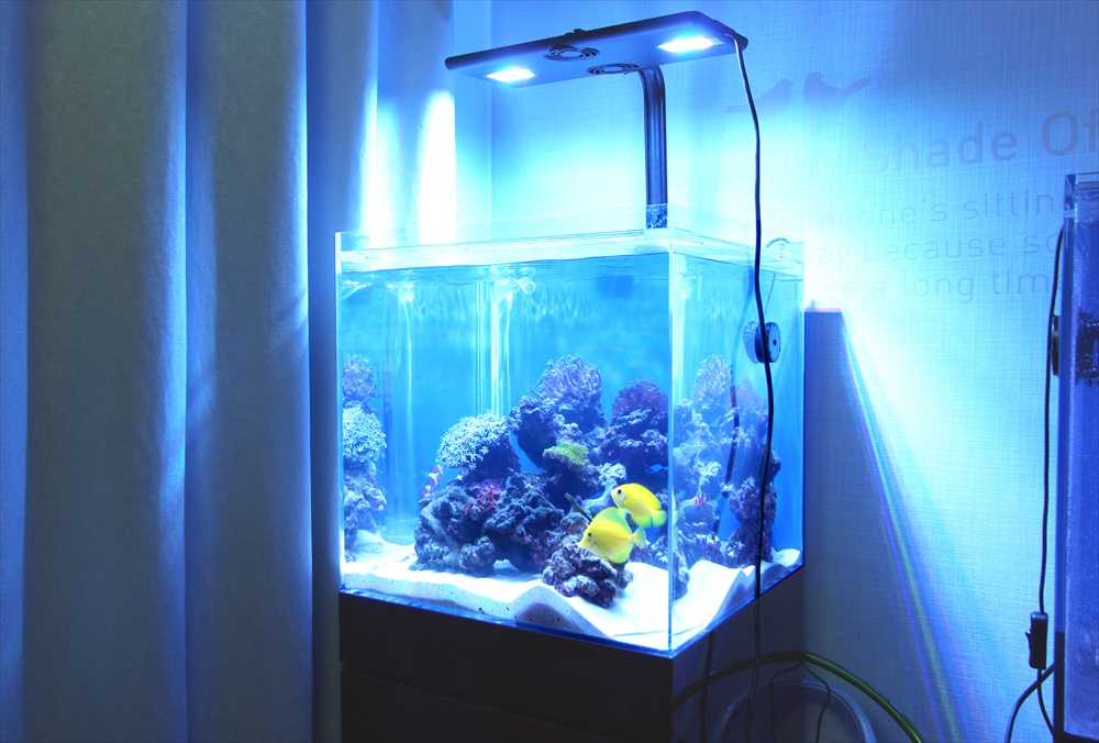 オーバーフロー ガラス水槽 海水魚・サンゴ