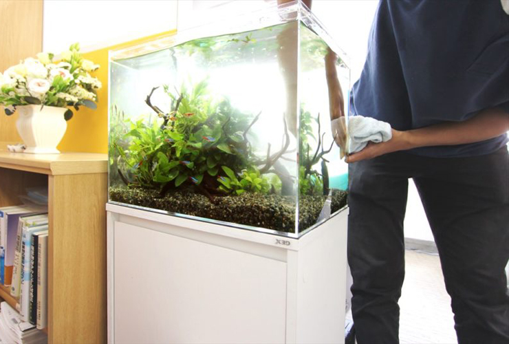 45cm イモリウム テラリウム水槽 45×45×45 アカハライモリ（アクア