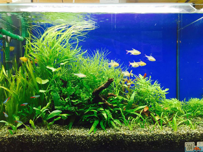 水槽レイアウトテクニック】プロが教えます！ここを意識すれば大丈夫