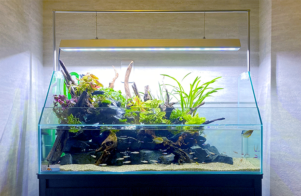 受注生産】60センチ水槽アクアテラリウム イモリウム 苔テラリウム