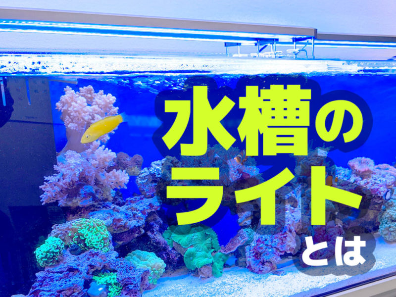 金魚が綺麗に見えるLED5選！照明効果と運用のポイントを解説します