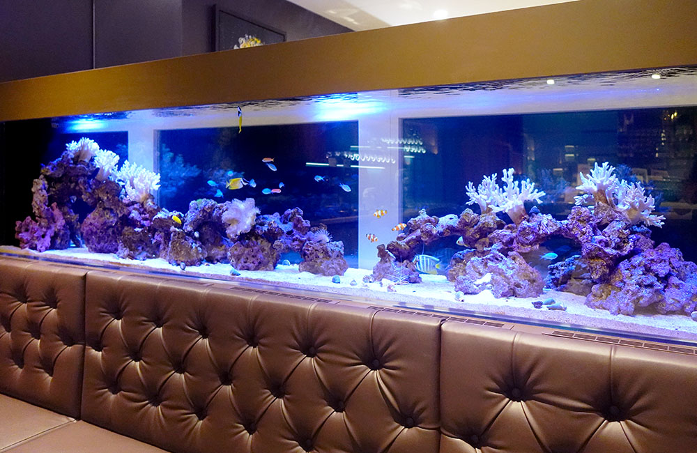 テーブルサンゴ 巨大 人気 アクアリウム用 テーブルサンゴ 巨大