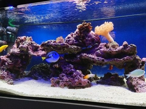 りお ライブロック 盆栽 ハングアウト デスロック レイアウト サンゴ