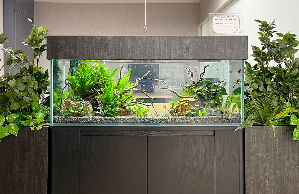 水槽用流木 流木 ブランチウッド 。アクアリウム パルダリウム