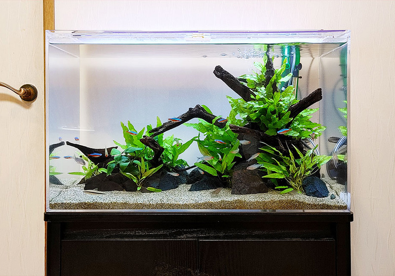 HX-080 流木 ホーンウッド マシンガンウッド アクアリウム ブランチ