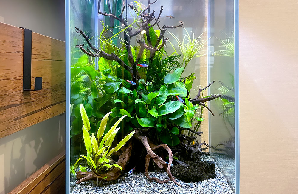 アヌビアスナナ プチ 流木付き