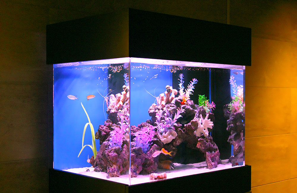 石を使ったかっこいい熱帯魚水槽のレイアウト術を写真付きで解説｜