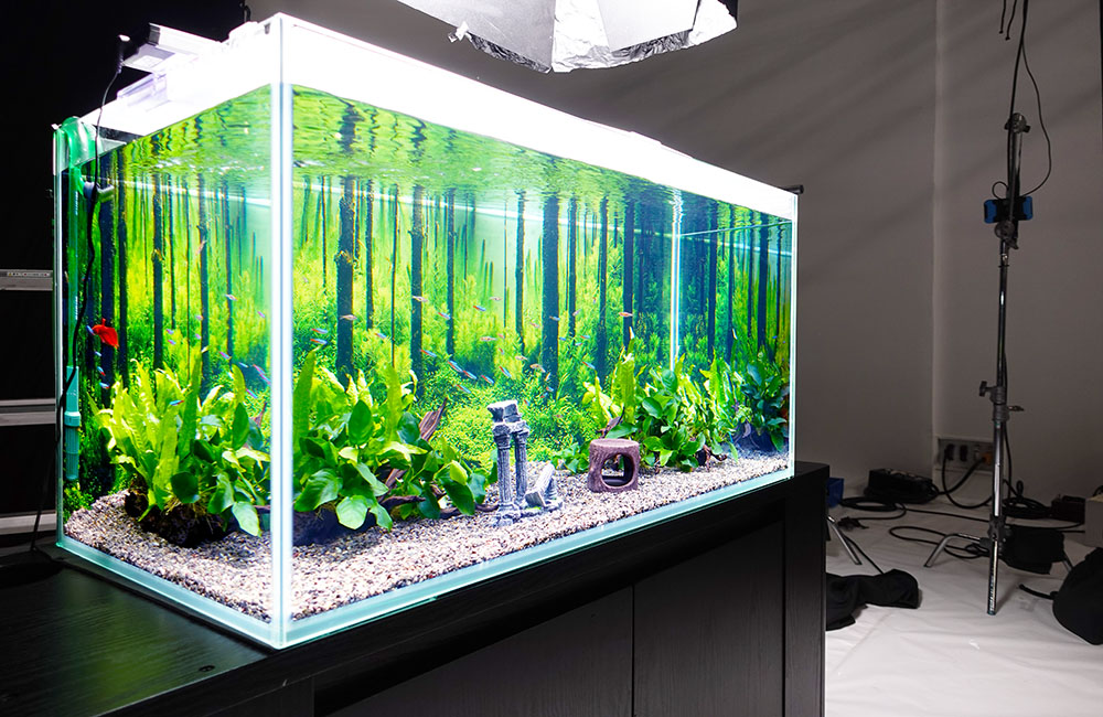 直接引取り限定GEXガラス水槽セット