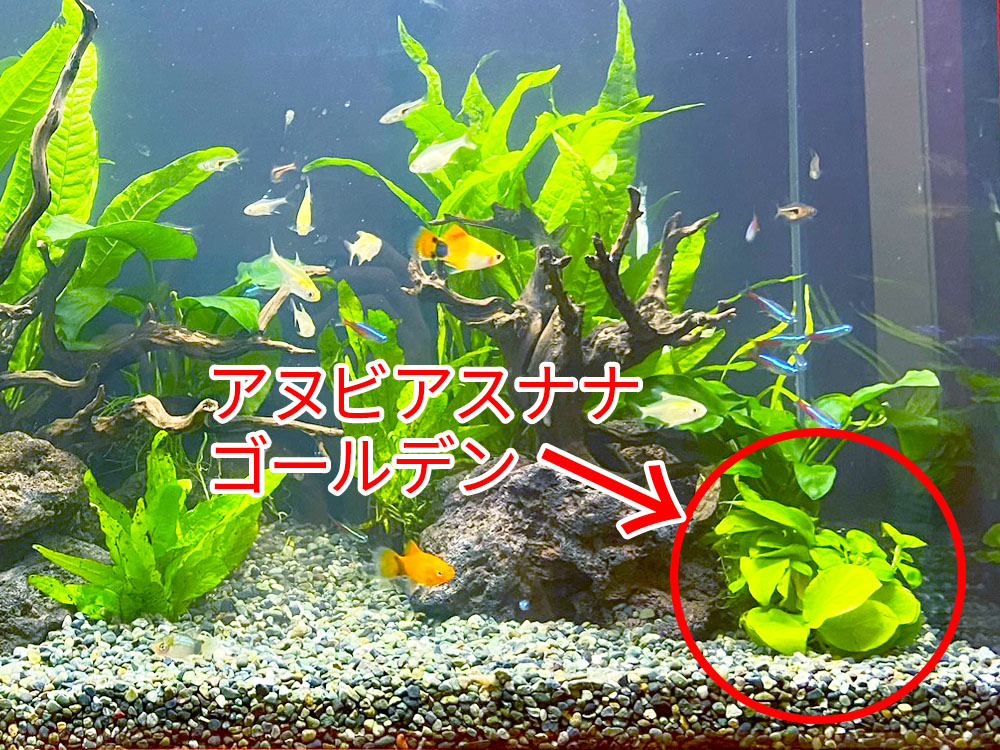 アヌビアスナナ水槽セット