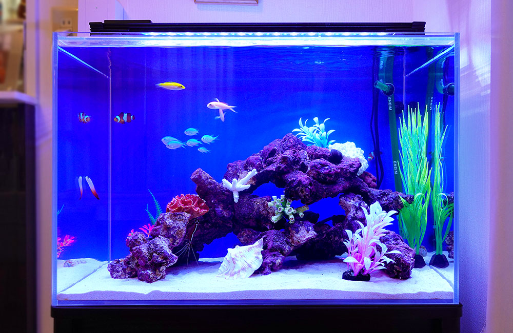 海水魚60㌢水槽セット アウトレット 海水魚60㌢水槽セット