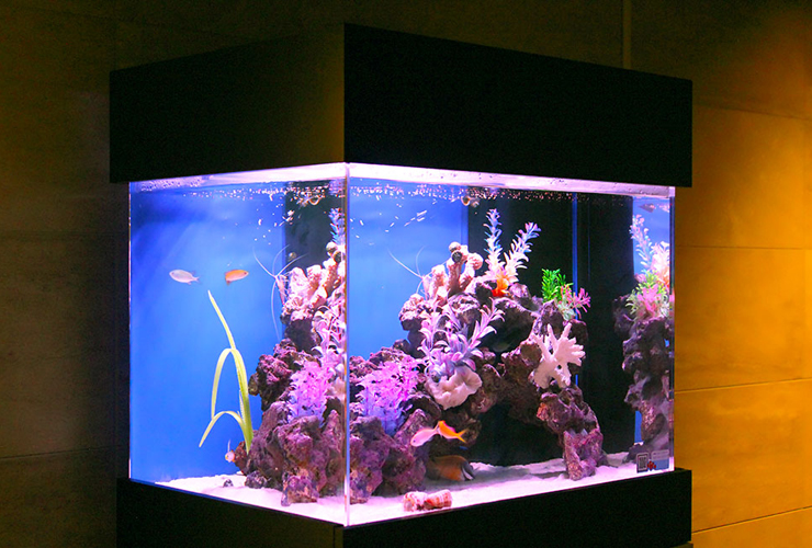 人工岩・擬岩を水槽レイアウトにとりいれよう！本物そっくりで手入れも