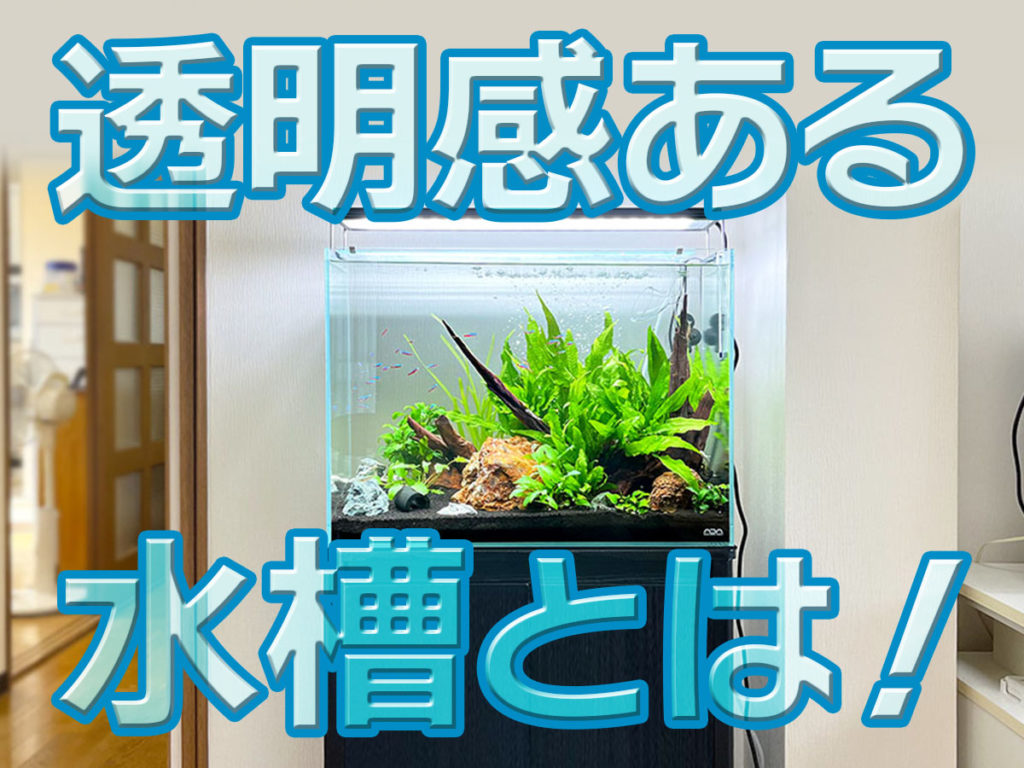 透明感のある水槽とは！水槽内が良く見える工夫と透明感アップの方法