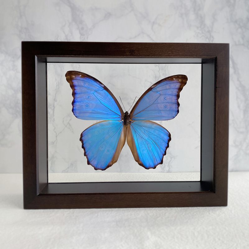 昆虫標本箱 標本コレクターズケースS