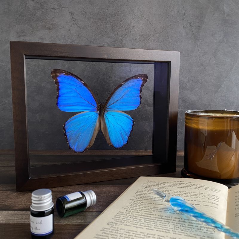 ☆rプロフ必須☆アマトンテモルフォチョウ♂標本 ドイツ型標本箱ミニ付