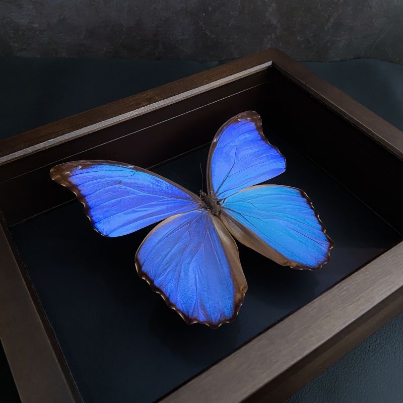 希少蝶標本現状品のみドイツガラスケースサイズ40x30x6cm 現状品のみ