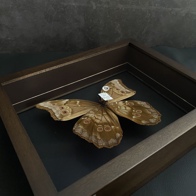 蝶標本 モルフォ蝶 標本 標本箱ごと 美麗種 昆虫標本箱(ドイツ箱