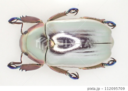 破格一点限り レア 超赤クリサルギレアプラチナコガネ 昆