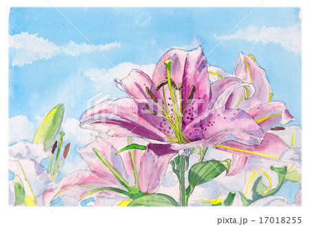 水彩画 ゆりのイラスト素材 [17018255] - PIXTA