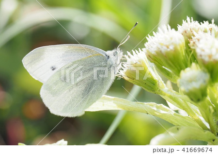 紋白蝶の写真素材 [41669674] - PIXTA