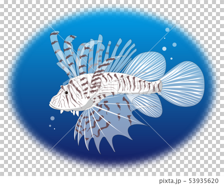 唯一無二のハナミノカサゴ｜額縁付き 絵画 原画 魚の絵 イラスト