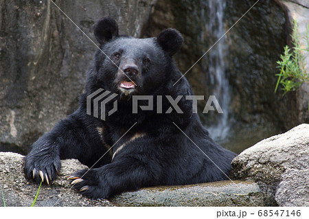 月の輪熊の写真素材 [68547146] - PIXTA