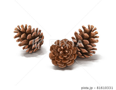 松ぼっくりの手描きイラストのイラスト素材 [81610331] - PIXTA