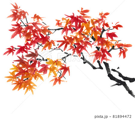 水墨画技法で描かれた紅葉枝のイラスト素材 [81894472] - PIXTA