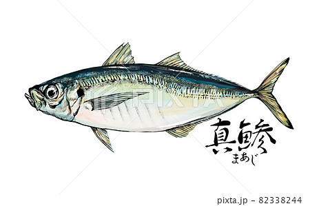 鯵のイラスト - 背景透過 - 切り抜かれていますのイラスト素材