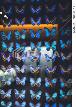 大型モルフォ蝶 標本 背景エンボス加工 大型モルフォ蝶 標本 背景エンボス加工