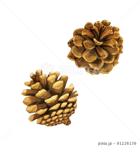 松ぼっくりのパステル画 A4サイズ hqdefault.jpg