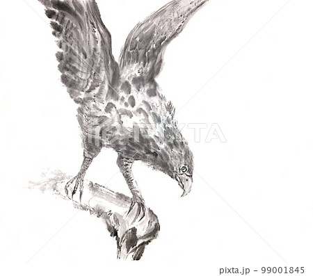 鳥 鷹 猛禽類 水墨画のイラスト素材 - PIXTA