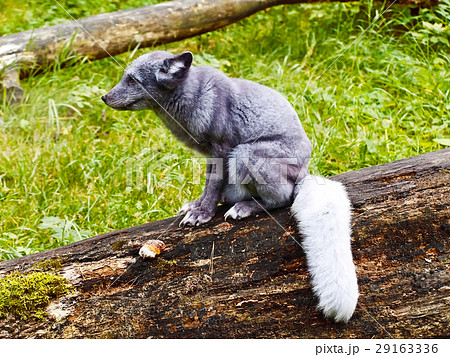 灰色の狐猿様専用 灰色の狐猿様連絡専用 灰色の狐