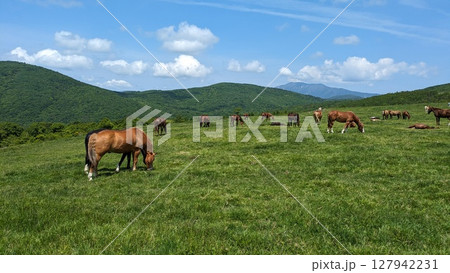 馬のいる風景の写真素材 - PIXTA
