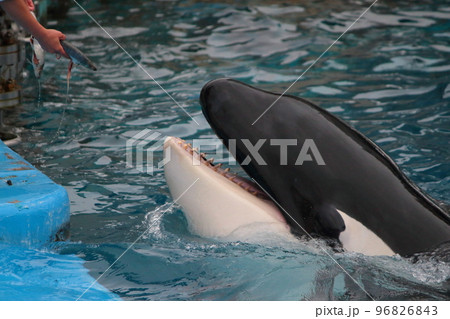 ◇◇『シャチの歯』歯牙◇◇鯱