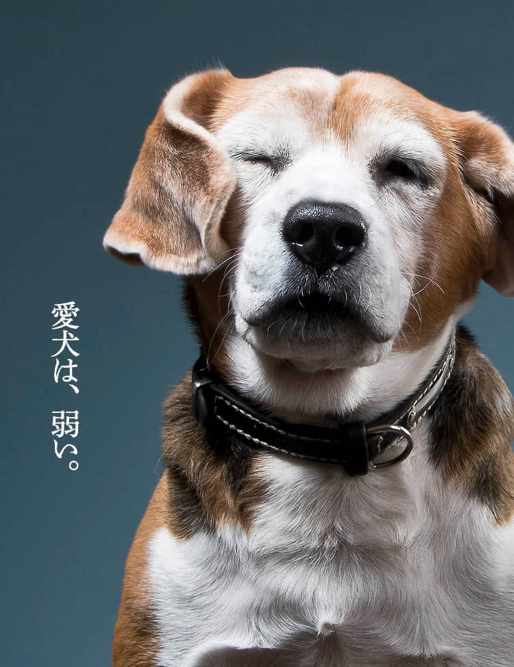 Ta-Ta（タータ）｜犬用コラーゲンサプリ #愛犬強化宣言