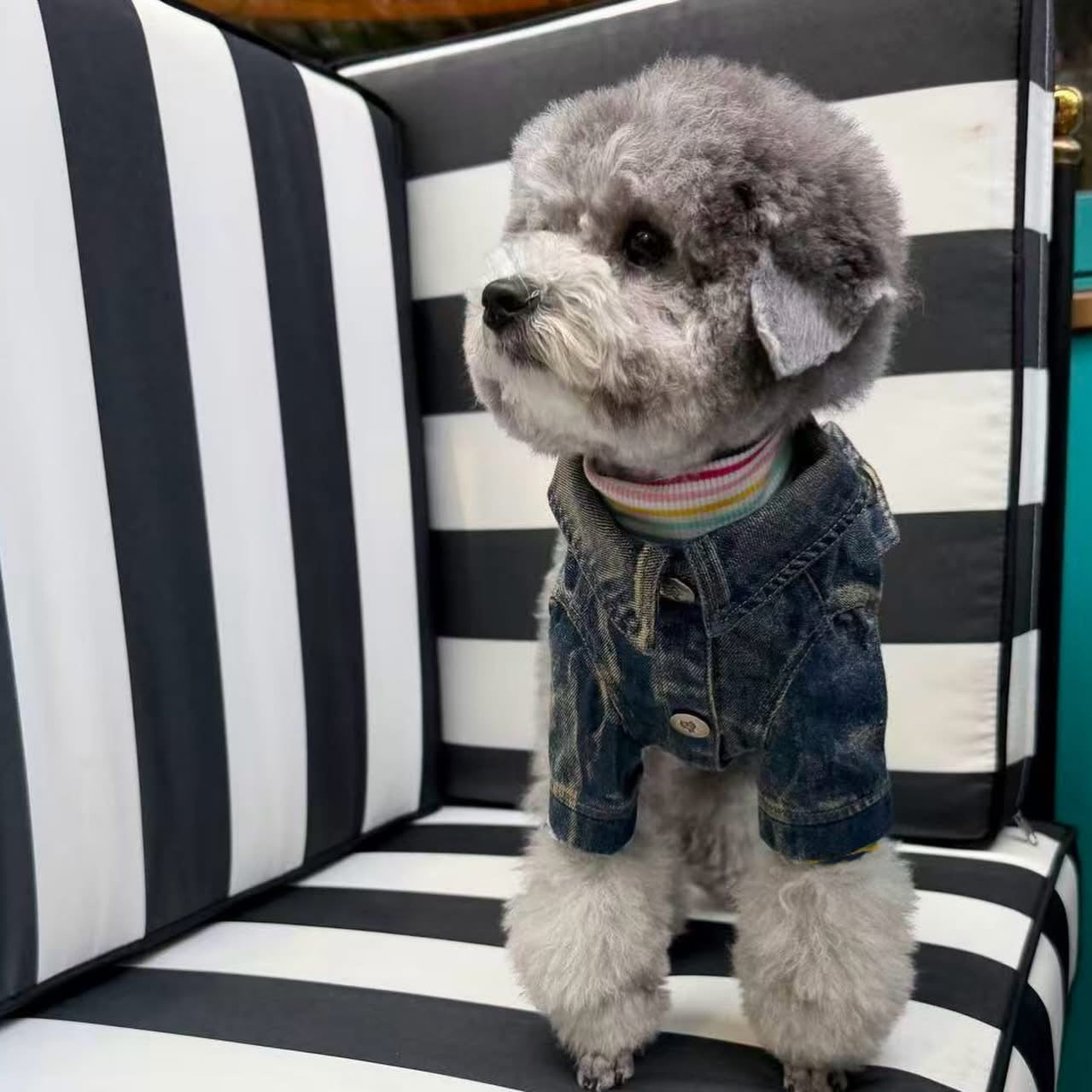 TaniWina Cozy Rainbow Stripe Puppy ノースリーブトップス – TaniWina