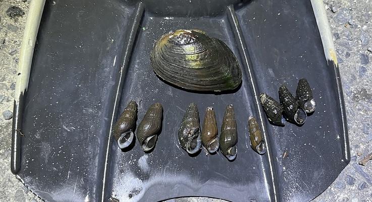 カワニナ新種 淡水貝 貝殻 標本 カワニナ新種 淡水貝 貝殻 標本
