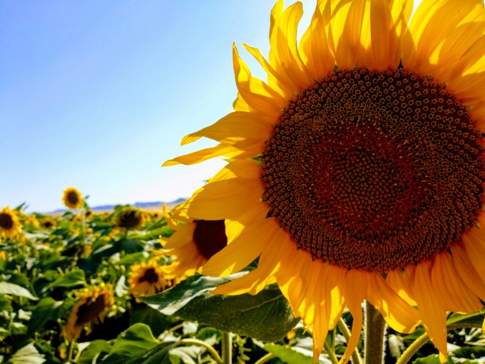 見渡す限りひまわり畑！アンダルシア州のカルモナで絶景を独り占め