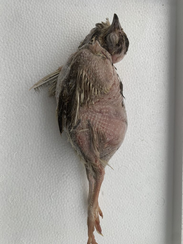 冷凍親うずら未処理100羽入 数量限定 残2個