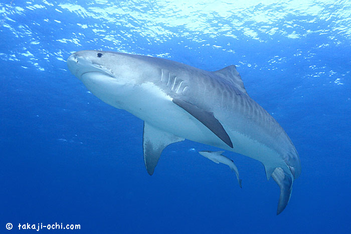 バハマ・タイガーシャークトリップ 2014 初日からタイガーシャーク目撃