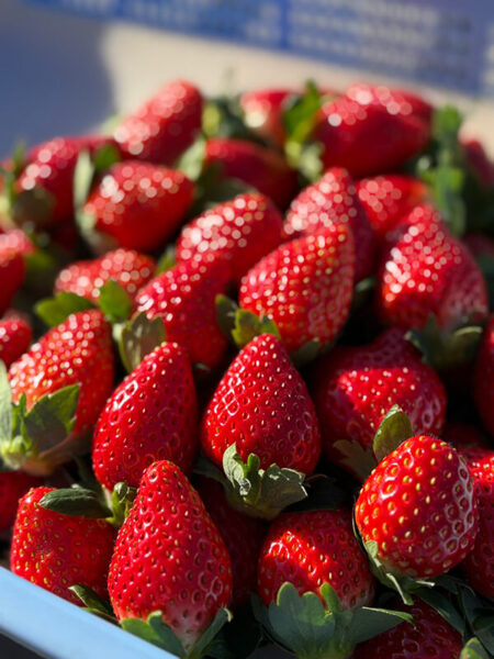 高根沢町「山崎いちご園」さんのいちご｜たかマガ