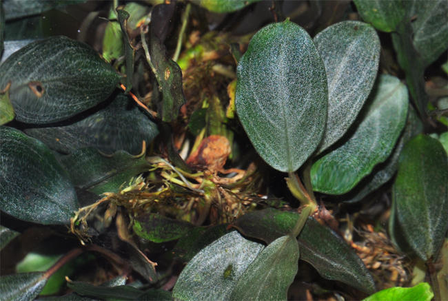 水草 Bucephalandra sp.