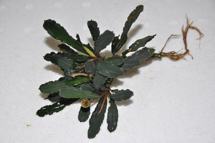 ☆ブセファランドラ sp.