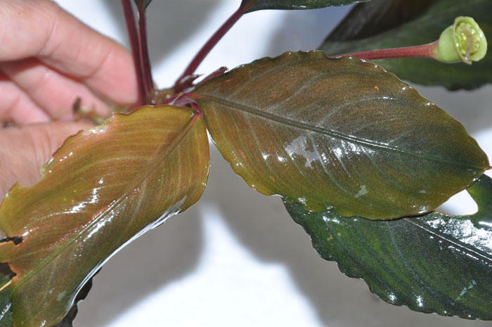 ☆入荷情報 新産地ブセファランドラ sp.