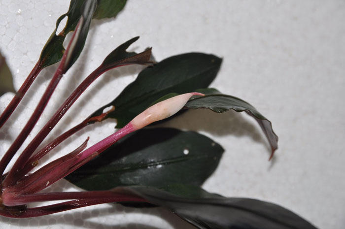 ア*イ様 ブセファランドラsp. Entikong Kab.Sanggau 20