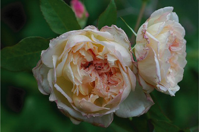 バラ苗販売のローズアンティーク/ティーローズ3Foundの